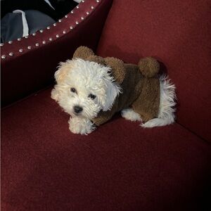 Adorable Brown Teddy Bear Dog Costume